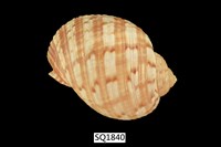 藏品(中華鶉螺)的圖片